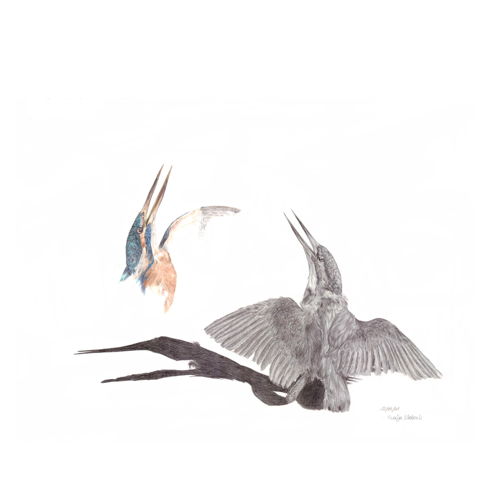 Eisvogel, Zeichnung, Farbstift, 420x594mm