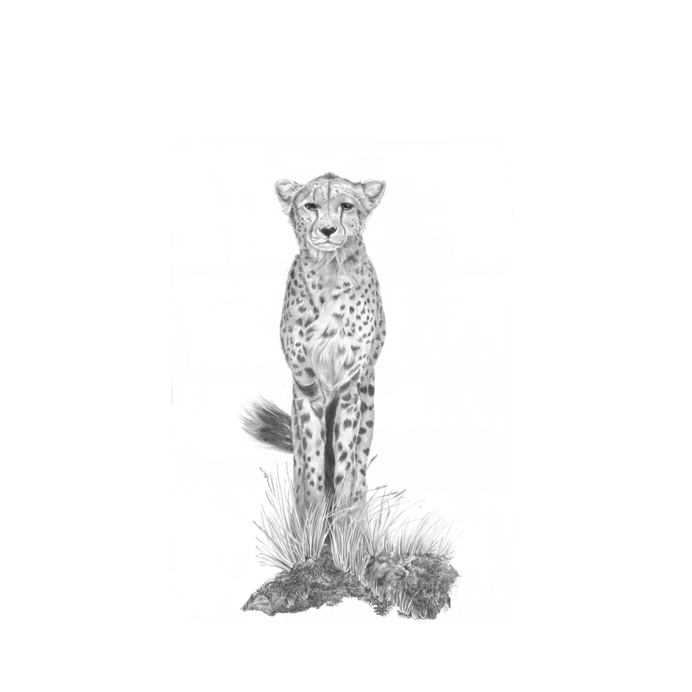 Gepard, Zeichnung, Bleistift, 420x594mm